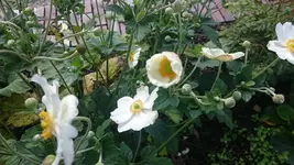 DSC_1079 (3).webp