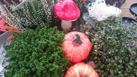 DSC_1232 (2).webp