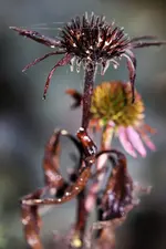 image001.webp