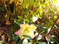 DSC00759.webp