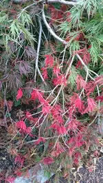 DSC_0174 (1).webp