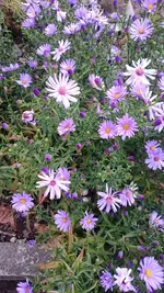DSC_0175 (4).webp