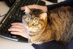 desktopkatze.jpg