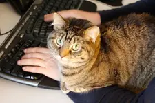 desktopkatze.webp