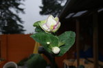 DSC08485.JPG