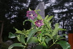 DSC08489.JPG