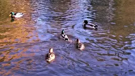 DSC_1498 (2).webp
