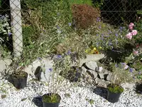 01_10_2019_Bartblume (9).webp