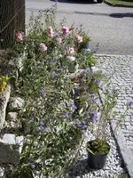 01_10_2019_Bartblume (6).webp
