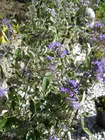 01_10_2019_Bartblume (7).webp