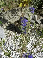 01_10_2019_Bartblume (8).webp