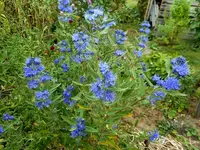 Bartblumen 1.webp