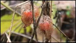 c034.webp