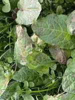 IMG_7266.webp