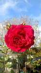 IMG-20191124-WA0004.jpeg