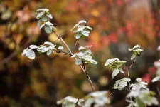 image006.webp