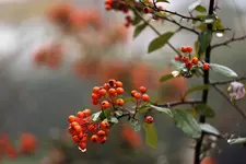 image009.webp