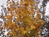 DSCI1033 (1).webp