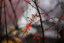 image005.webp