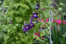 Kletterndes Löwenmäulchen0215.webp