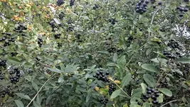 DSC_1397 (2).webp