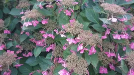 DSC_1432.webp