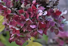 2019hrbst53.webp