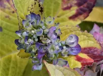 2019hrbst54.webp