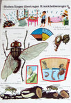 plakat-stubenfliege.jpg