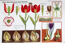 plakat-tulpen.jpg