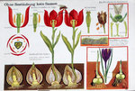plakat-tulpen.jpg