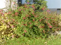 P1140830.webp