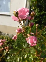 P1140831.webp