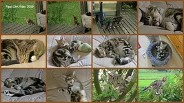 Pippi Okt-Nov2019 v (2).webp