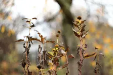 image006.webp