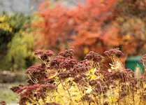 image007.webp