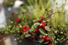 image008.webp
