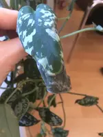 WhatsApp Image 2019-11-29 at 11.46.53 AM(1).webp