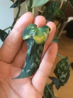 WhatsApp Image 2019-11-29 at 11.46.53 AM.webp