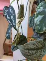 WhatsApp Image 2019-11-29 at 11.46.54 AM.webp