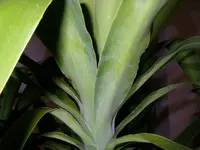 01_12_2019_Palme (1).webp