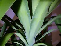 01_12_2019_Palme (2).webp