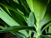01_12_2019_Palme (3).webp