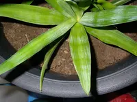 01_12_2019_Palme (7).webp
