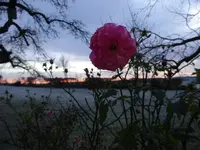 DSC00767.webp