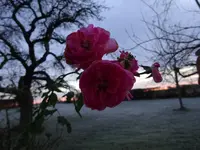 DSC00768.webp