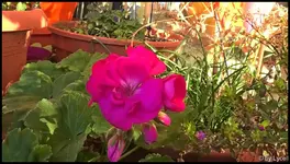 c044.webp