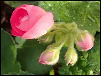 c045.webp