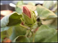 c046.webp