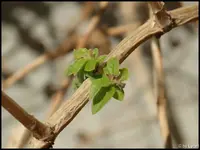 c048.webp